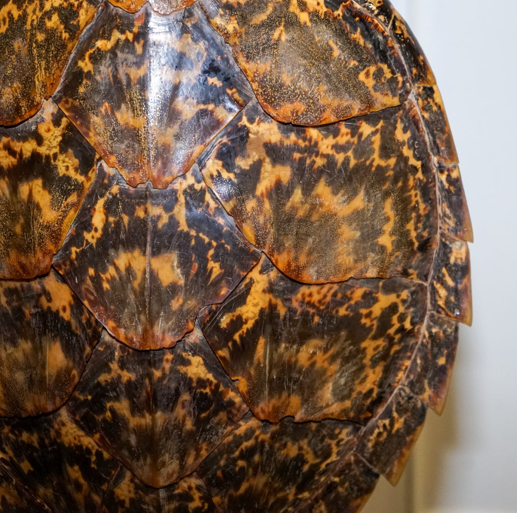 CIRCA 1960'S RARE TURTLE TORTOISE TABLE LAMP ON ART DECO STYLE STAND