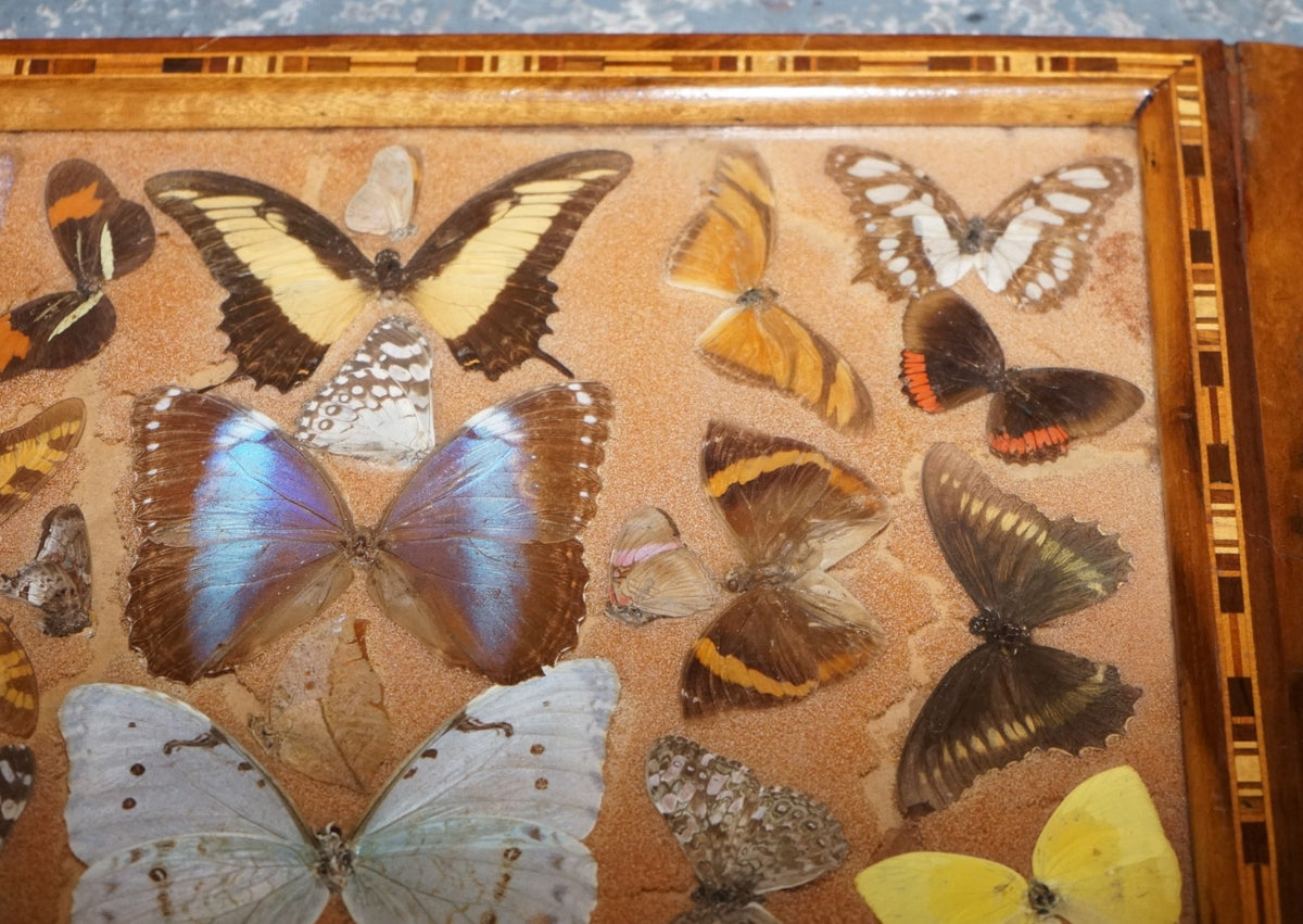 VINTAGE DECORATIVE COLLECTION OF MORPHO BUTTERFLY WINGS SERVING TRAY