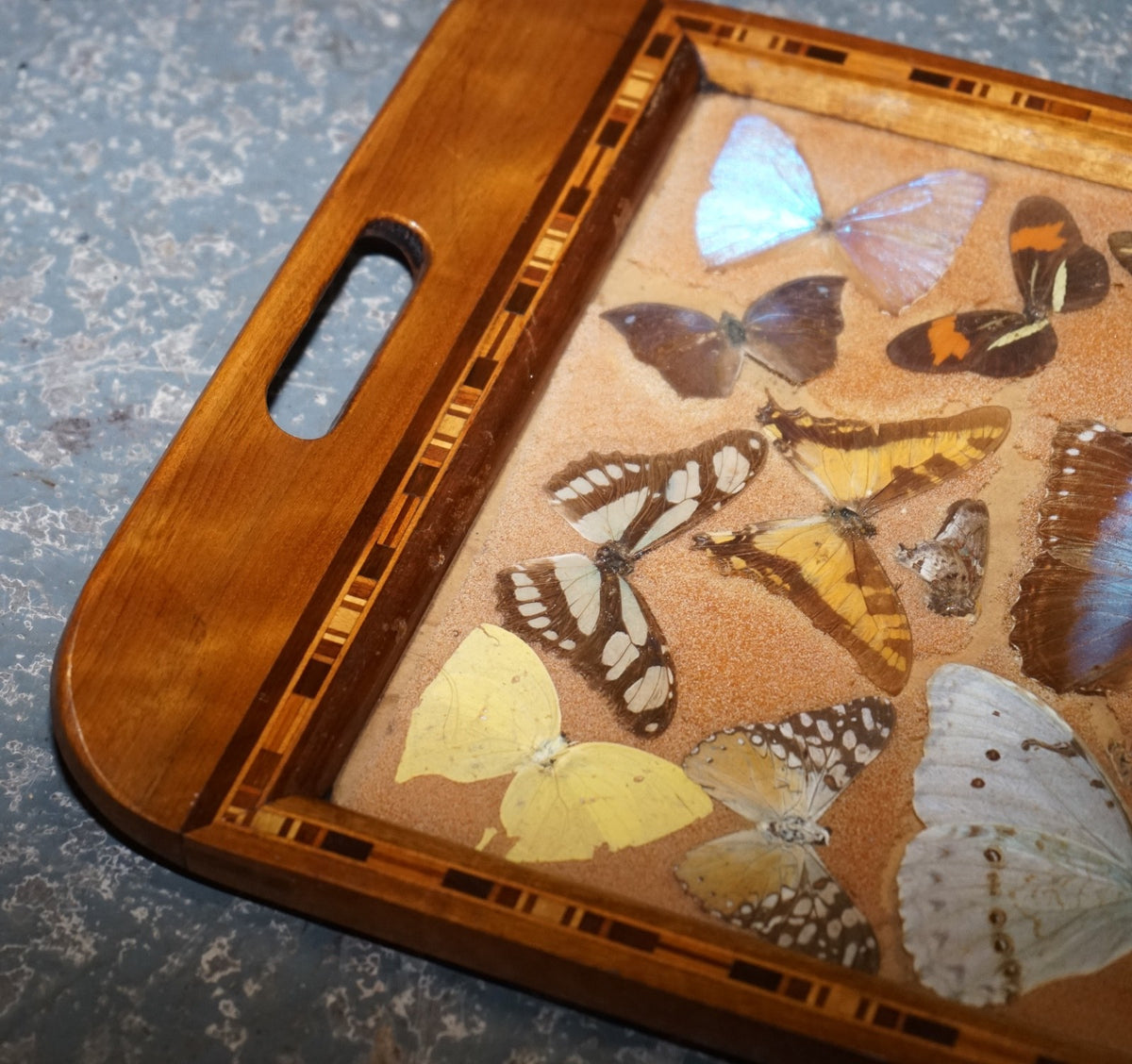 VINTAGE DECORATIVE COLLECTION OF MORPHO BUTTERFLY WINGS SERVING TRAY