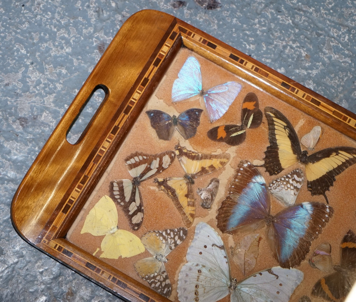 VINTAGE DECORATIVE COLLECTION OF MORPHO BUTTERFLY WINGS SERVING TRAY