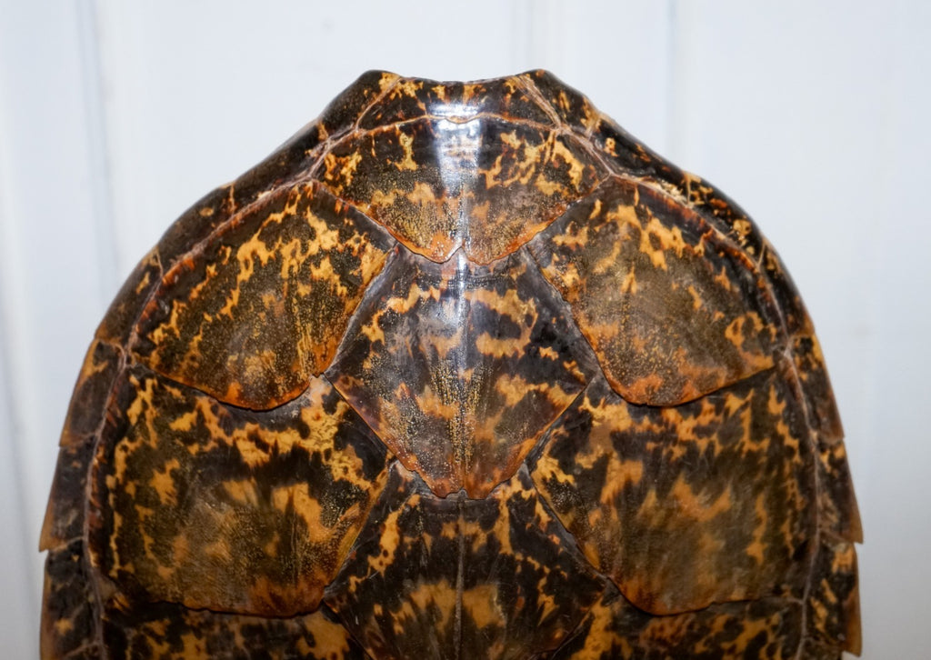 CIRCA 1960'S RARE TURTLE TORTOISE TABLE LAMP ON ART DECO STYLE STAND