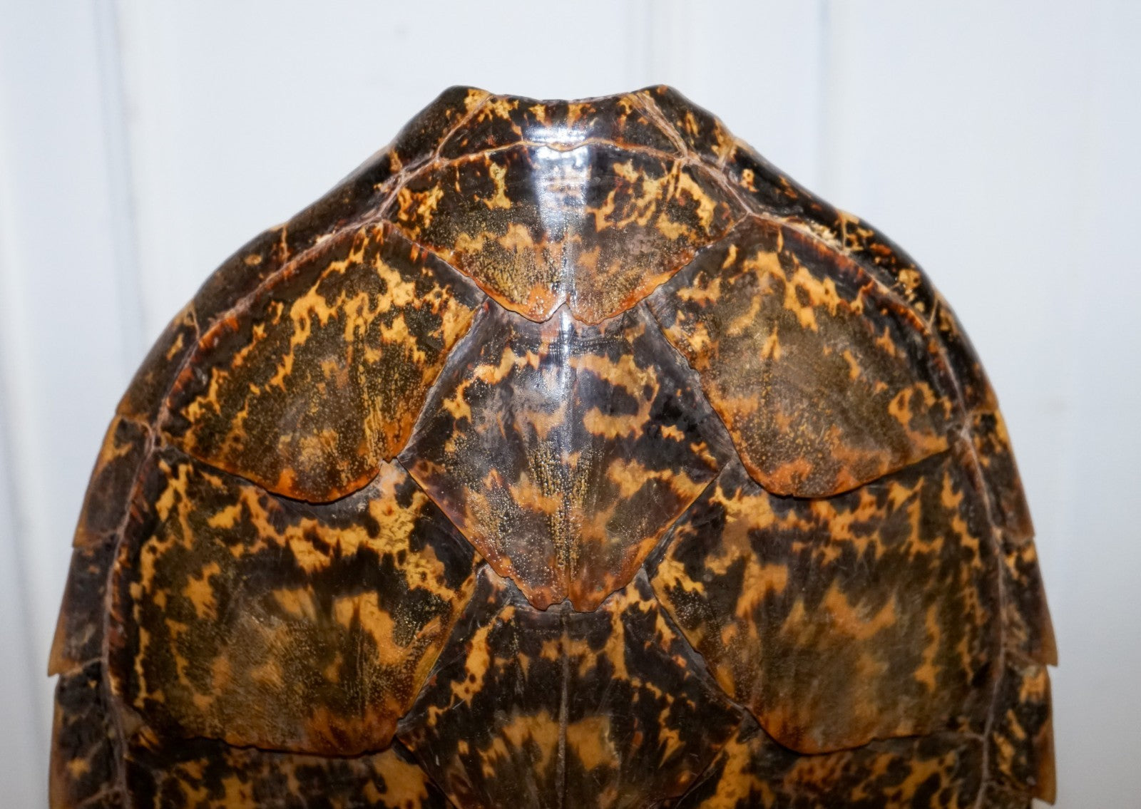 CIRCA 1960'S RARE TURTLE TORTOISE TABLE LAMP ON ART DECO STYLE STAND