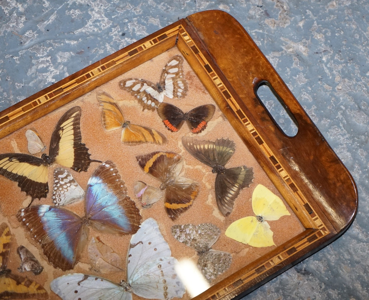 VINTAGE DECORATIVE COLLECTION OF MORPHO BUTTERFLY WINGS SERVING TRAY