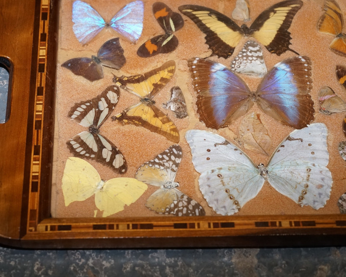 VINTAGE DECORATIVE COLLECTION OF MORPHO BUTTERFLY WINGS SERVING TRAY