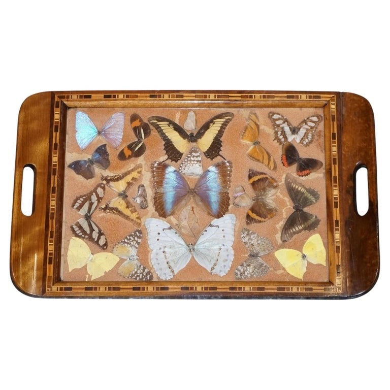 VINTAGE DECORATIVE COLLECTION OF MORPHO BUTTERFLY WINGS SERVING TRAY