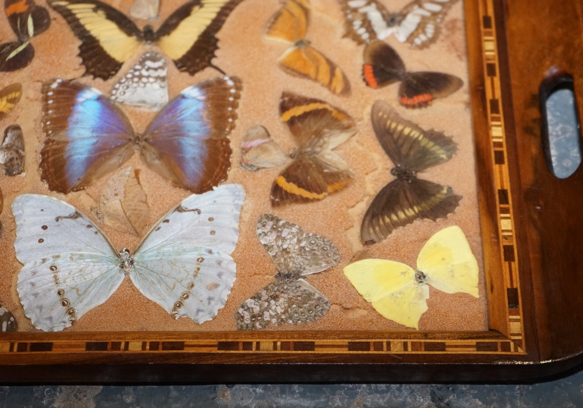 VINTAGE DECORATIVE COLLECTION OF MORPHO BUTTERFLY WINGS SERVING TRAY