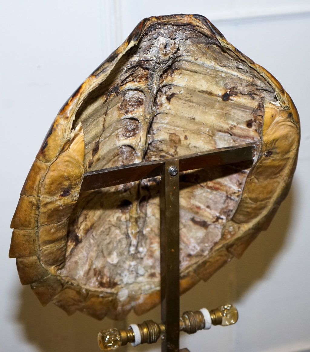 CIRCA 1960'S RARE TURTLE TORTOISE TABLE LAMP ON ART DECO STYLE STAND