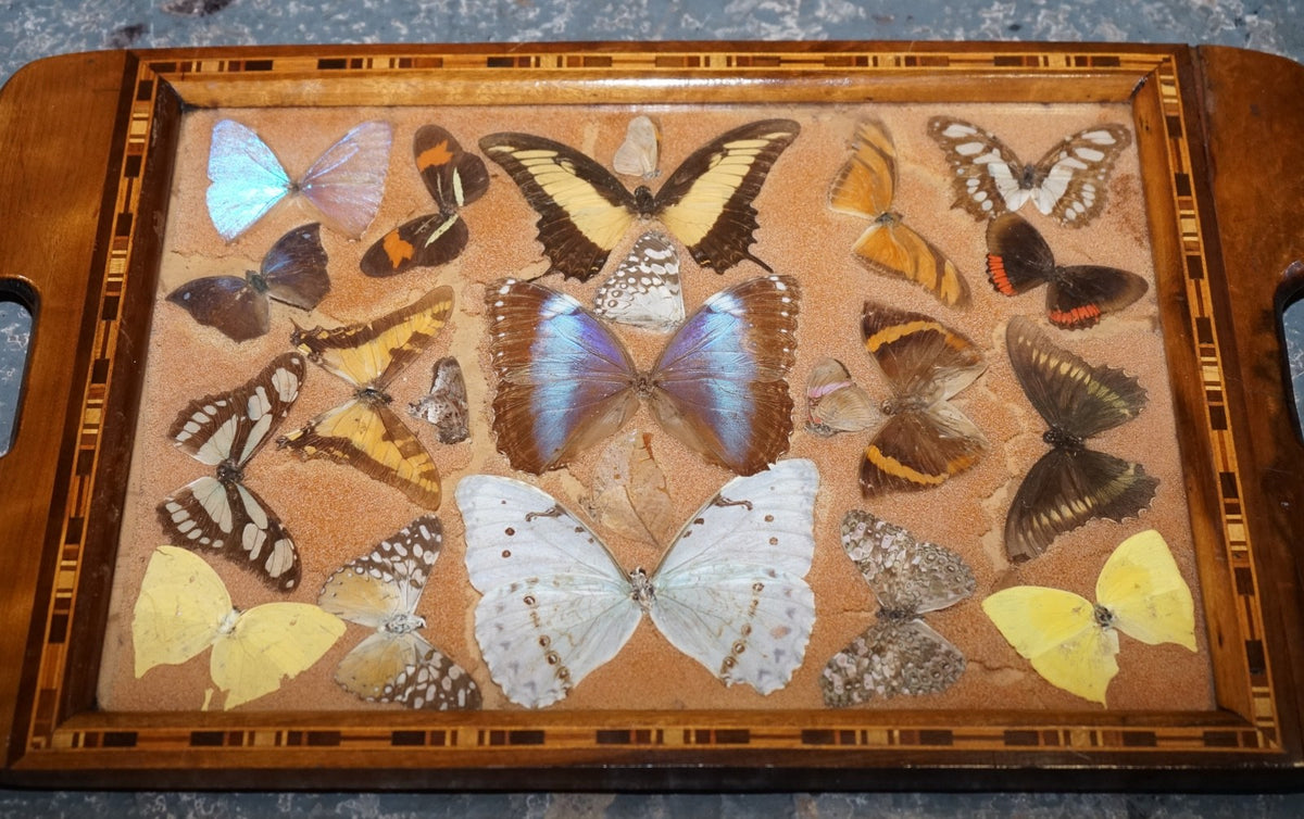 VINTAGE DECORATIVE COLLECTION OF MORPHO BUTTERFLY WINGS SERVING TRAY