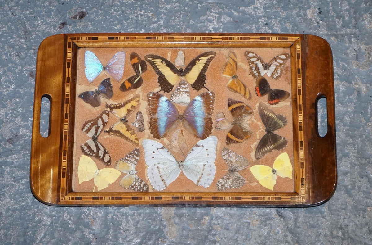 VINTAGE DECORATIVE COLLECTION OF MORPHO BUTTERFLY WINGS SERVING TRAY