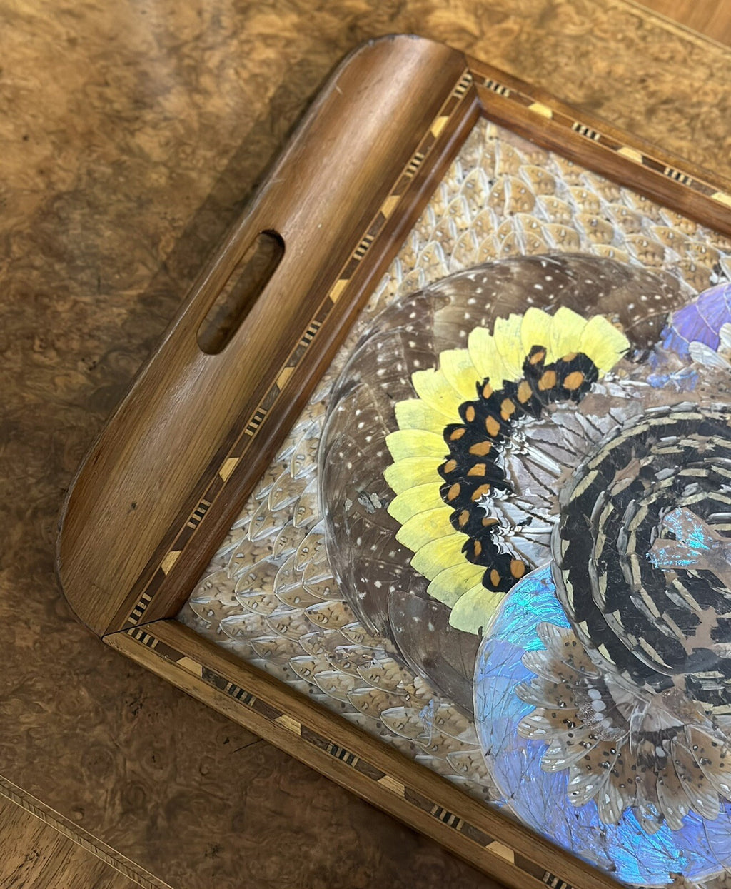 1940'S BRAZILIAN INLAID WOOD TRAY WITH REAL MORPHO BUTTERFLY WINGS