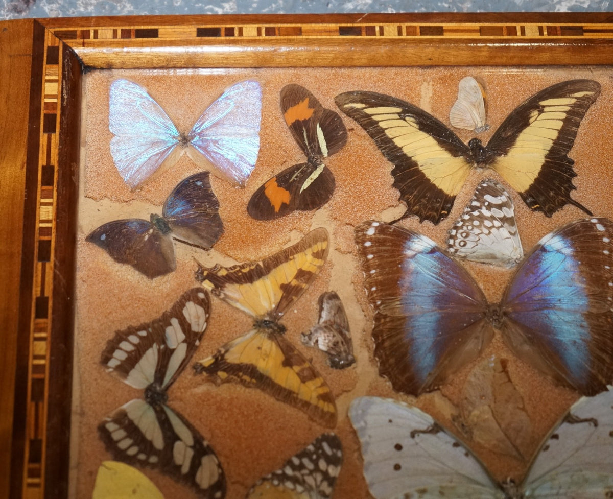 VINTAGE DECORATIVE COLLECTION OF MORPHO BUTTERFLY WINGS SERVING TRAY