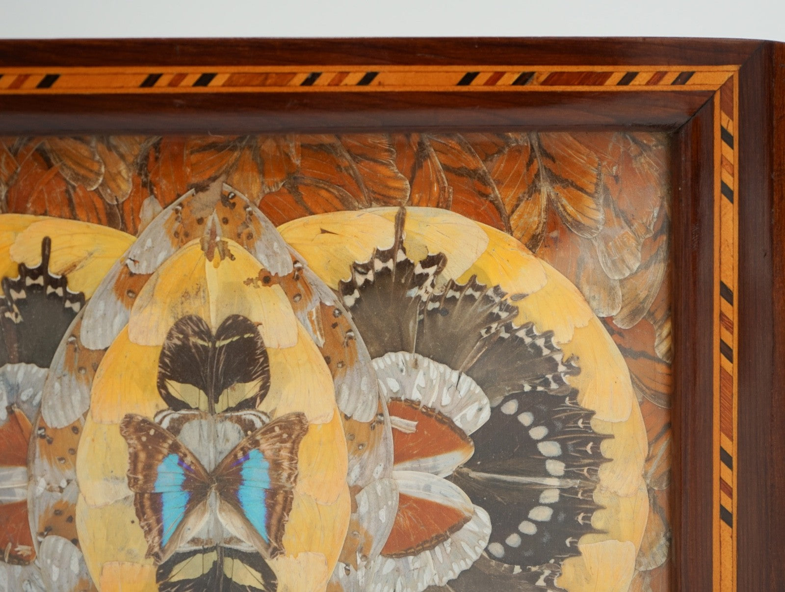 RARE VINTAGE MORPHO BUTTERFLY TRAY HANDMADE BY A DEVIL'S ISLAND PRISONER 1940's