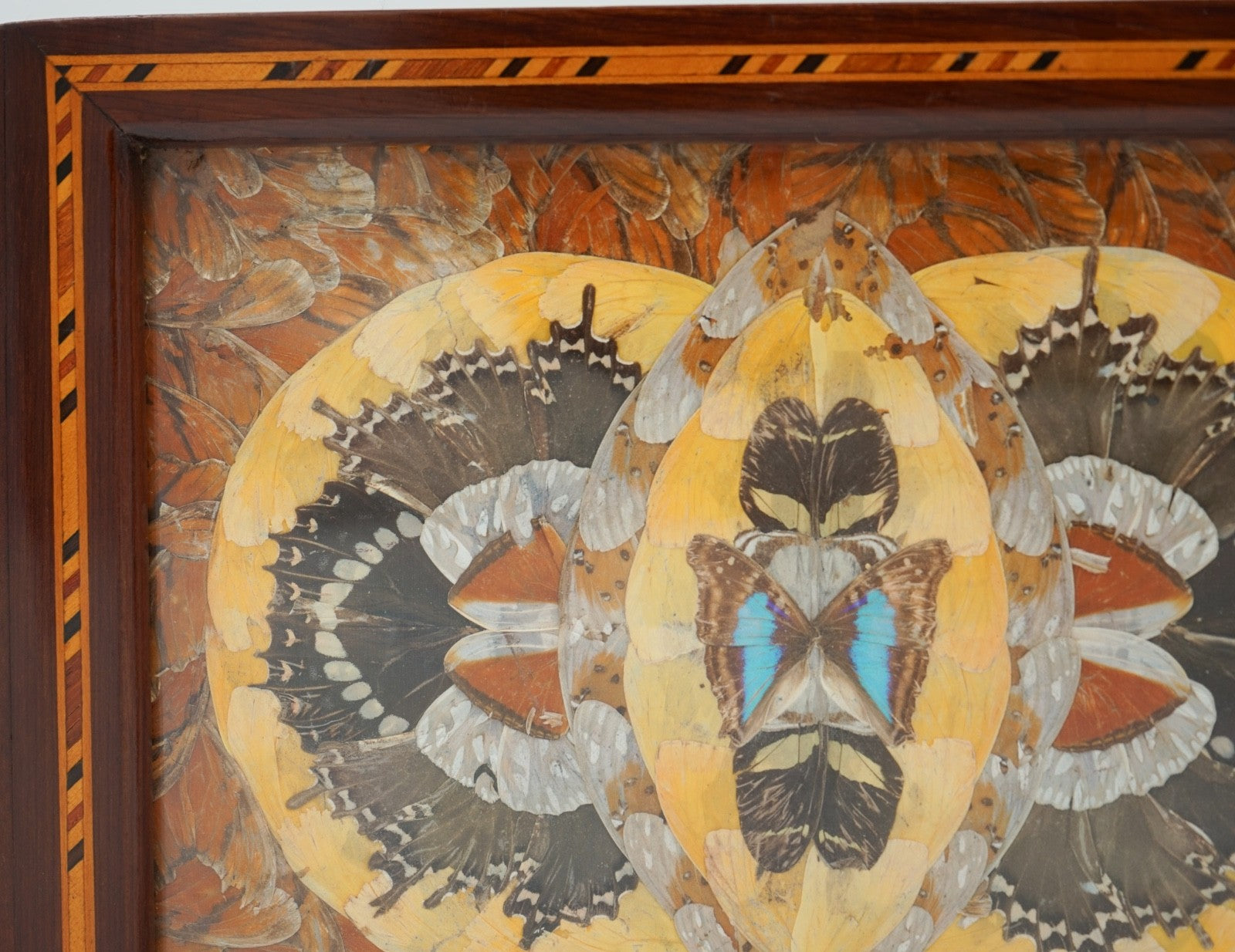 RARE VINTAGE MORPHO BUTTERFLY TRAY HANDMADE BY A DEVIL'S ISLAND PRISONER 1940's